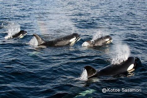 Some love for the blackfish, kohola-kai: Japanese Orca sighted after a ...