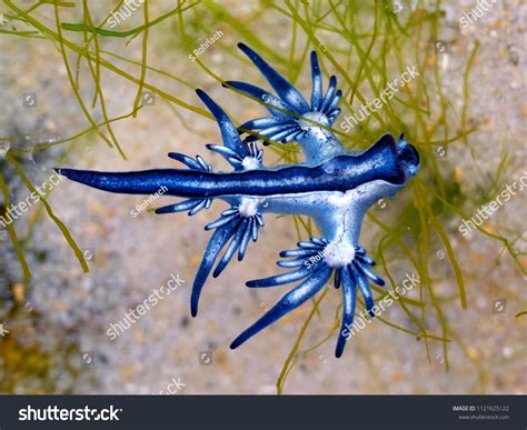 Buy Glaucus Atlanticus Sea Slug Pet