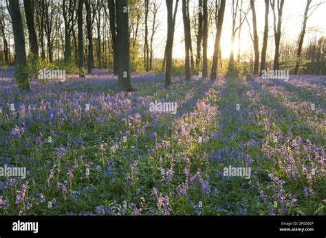 Bluebell Endymion Non Scriptus Flowering Mass Growing In Common