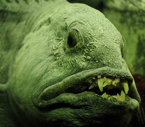 Top 8 Scariest Fish In The World