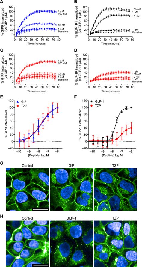 Tirzepatide TZP Differentially Induces Internalization Of The GIP And