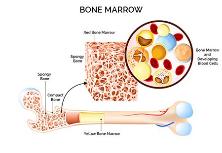 Bone Marrow Basics Tlr Foundation