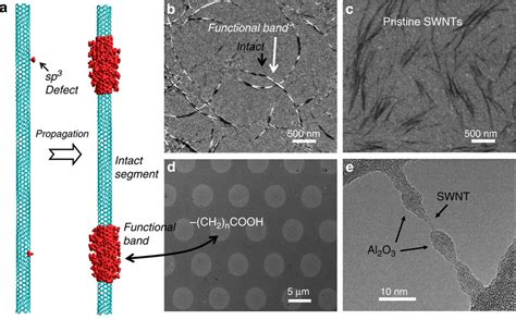 Functional Bands On SWNTs A Schematic Illustration Of Reaction