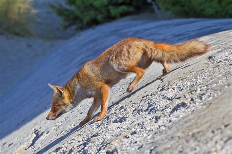 Fox Fabio Sartori Flickr