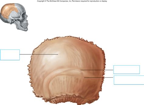 Parietal Bone Lateral View Diagram Quizlet