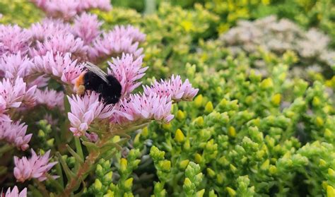 Pflanzenmix | Plantile