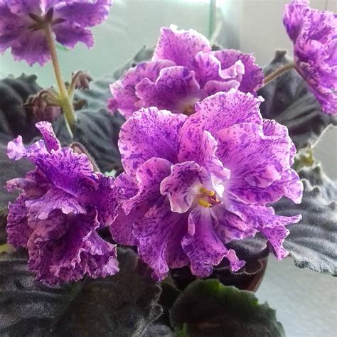 Фиалка розмари - фото и картинки: 69 штук