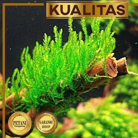 Jual Flame Moss Lempeng Pakis Taman Air Aquascape Hiasan Aquarium Ikan