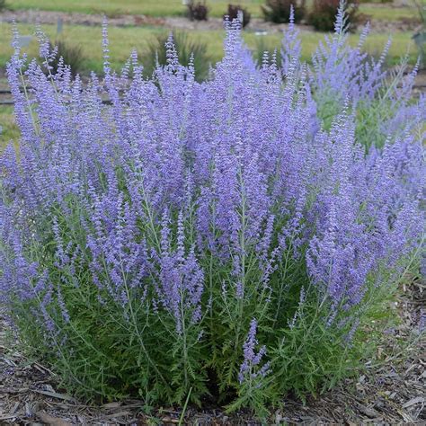 Perovskia atriplicifolia 'Blue Jean Baby' | White Flower Farm