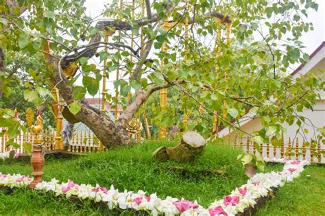 Jaya Sri Maha Bodhi | Sacred Fig Tree in Anuradhapura