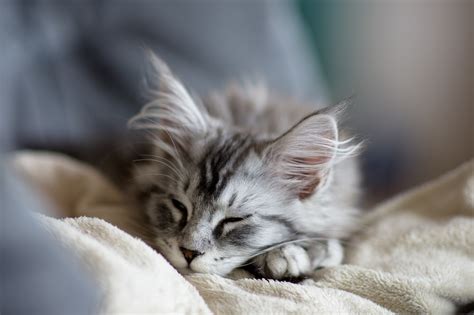 Maine Coon Chaton Caract Ristiques Et Photos