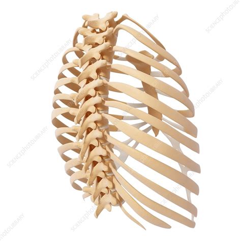 Human Ribcage Artwork Stock Image F Science Photo Library