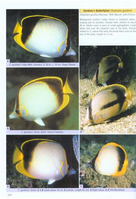 Butterflyfishes Bannerfishes And Their Relatives A Comprehensive