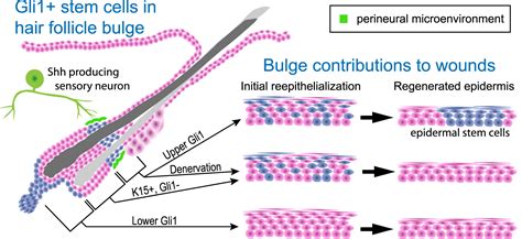 Nerve Derived Sonic Hedgehog Defines A Niche For Hair Follicle Stem