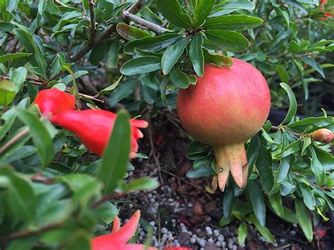 M Tech Gardens Rare Giant Pomegranate Fruit Live Seedling Plant