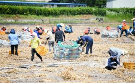 코로나19로 농촌 인력난 가중경남 농기계 6671대 지원 네이트 뉴스