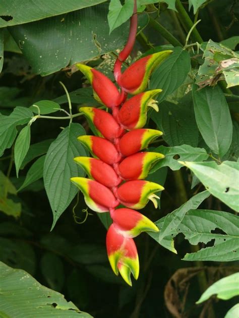 Gran Foto Tour En La Selva Amazónica Plantas De La Selva Plantas De Selva Tropical Cultivo