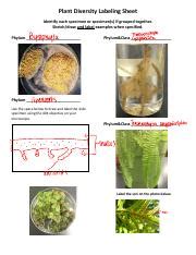 Plant Diversity Sketching And Labeling Guide Phylum Course Hero