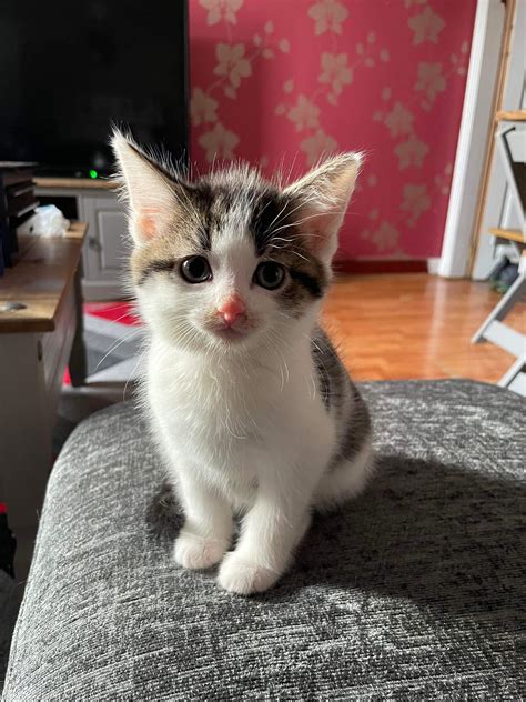 One of the six kittens, they're growing so fast! (OC)