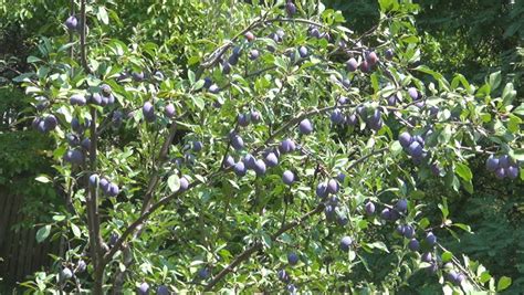 Plum Orchard Plum Tree Branches Of Plums Ecological Plums Organic