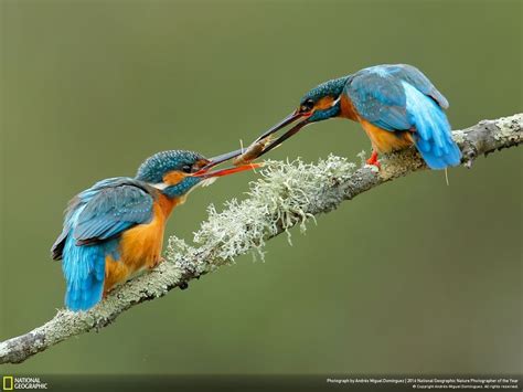 Top 20 Pics From 2016 National Geographic Nature Photographer Of The Year Contest Demilked