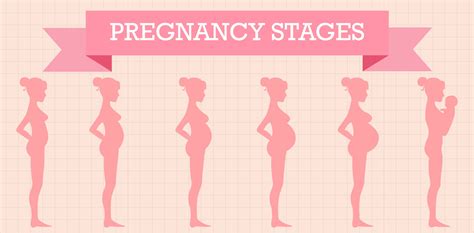 Stages Of Pregnancy Weeks 1 20