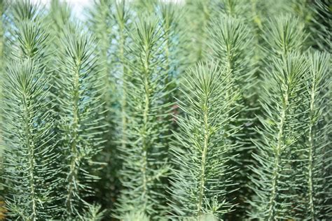 Baby Pine Tree Plants Free Stock Photo Public Domain Pictures