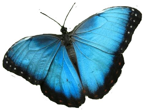 Mariposas Azules Png Png