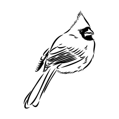 cardinal bird vector sketch 36438230 Vector Art at Vecteezy