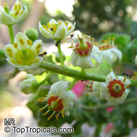 Boswellia sacra, Boswellia carteri, Boswellia undulato crenata ...