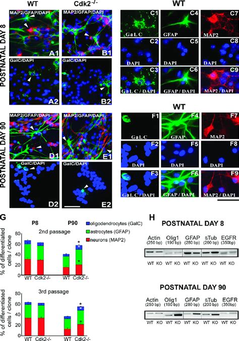 Cell Differentiation Of Svz Progenitors Is Enhanced By Loss Of Cdk