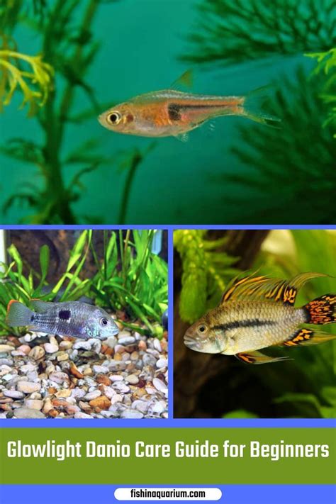 Beginner S Guides To Freshwater Aquarium Fish Species Artofit