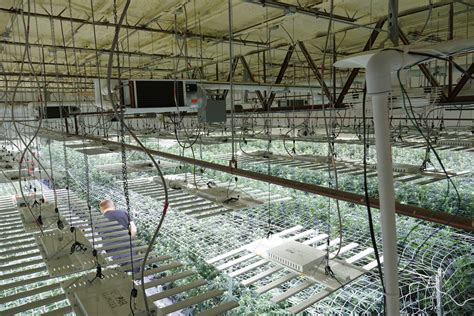 Hot Weather Growing | Surna Cultivation Technologies