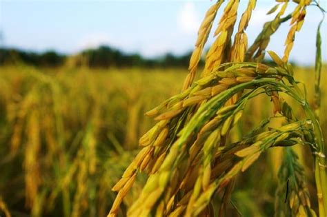 Sahel capital partners Coscharis farm on rice cultivation