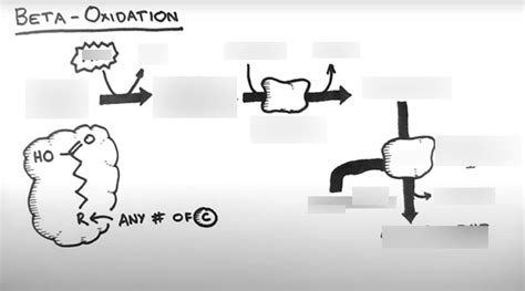 Beta Oxidation Part 1 Carnitine Diagram Quizlet