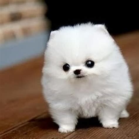 Puffy Puppy Youtube