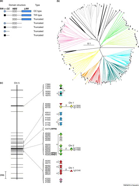 Tandem And Segmental Gene Duplication And Recombination In The Evolution Of Plant Disease