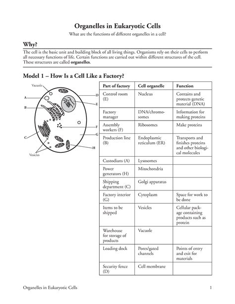 22 Pogil Organelles In Eukaryote Cells Copy Organelles In Eukaryotic Cells 1 Organelles In