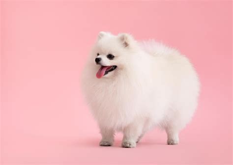 Retrato de un lindo cachorro esponjoso de pomeranian spitz el pequeño