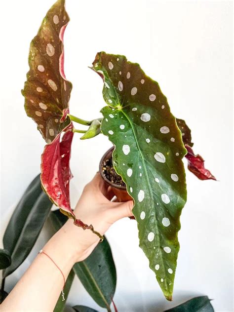 Buy Begonia Maculata Plant Polka Dot Begonia Begonia Wightii Live Plant