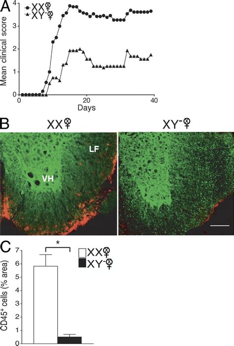 The Xx Sex Chromosome Complement As Compared With The Xy⁻ Confers