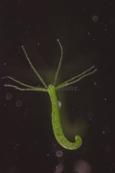 Hydra Is A Genus Of Small Fresh Water Animals Of The Phylum Cnidaria