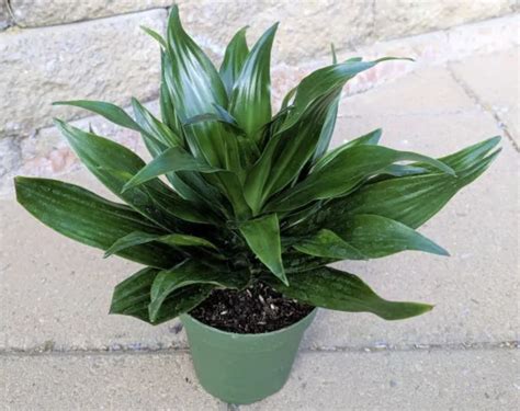 Dracaena Compacta Pflege: Einfache Anleitung für gesunde Pflanzen ...