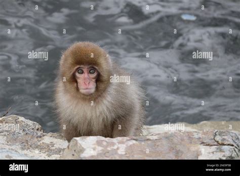 Snow monkey baby in Nagano, Japan Stock Photo - Alamy