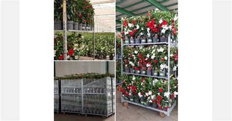 Syngenta Flowers