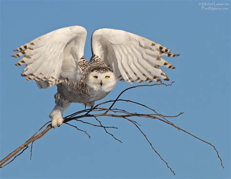 FindNature.com - Photos - Harfang des neiges, Snowy Owl, Bubo scandiacus