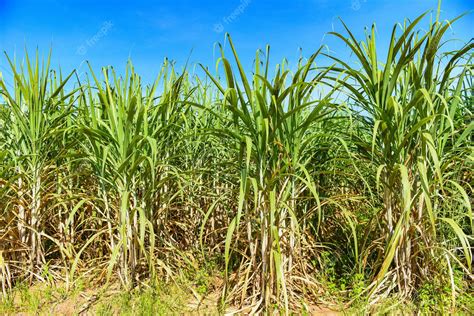 Sugar Cane Crops