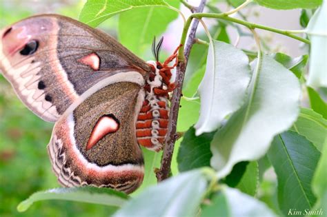 Cecropia Moth Female Giant Silk Moth Copyright Kim Smith 21 Of 22