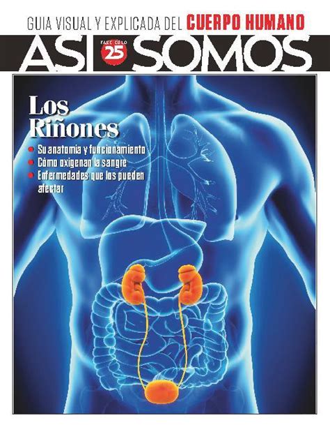 As Somos El Cuerpo Humano Fasciculo Digital Discountmags Ca