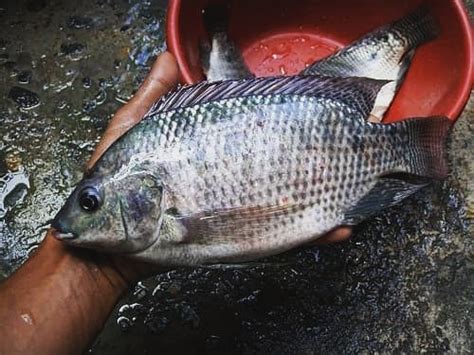 8 Jenis Ikan Air Tawar Yang Paling Populer Di Konsumsi Salah Satunya